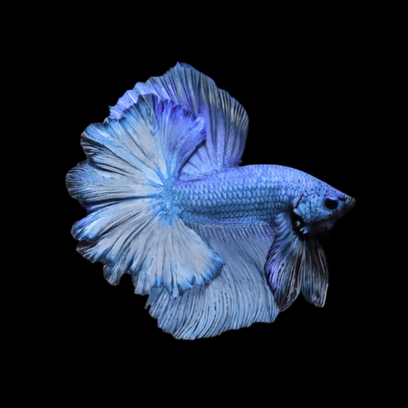 Dragon Scale Half Moon Betta Male Blue 3cm