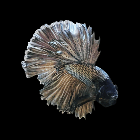 Dragon Scale Half Moon Betta Male Copper 3cm