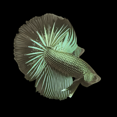 Dragon Scale Half Moon Betta Male Green Base 3cm