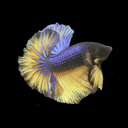 Dragon Scale Half Moon Betta Male Mustard Gas 3cm