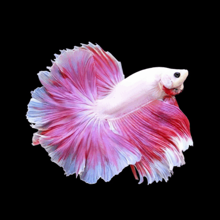Dragon Scale Half Moon Betta Male Pink Base 3cm