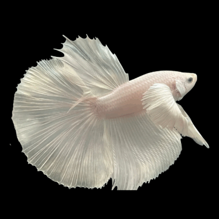 Dragon Scale Half Moon Betta Male Platinum 3cm