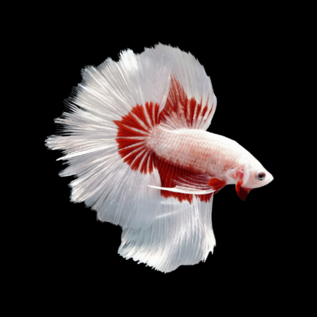 Dragon Scale Half Moon Betta Male White Base 3cm
