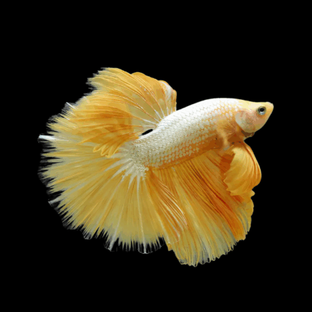 Dragon Scale Half Moon Betta Male Yellow Base 3cm