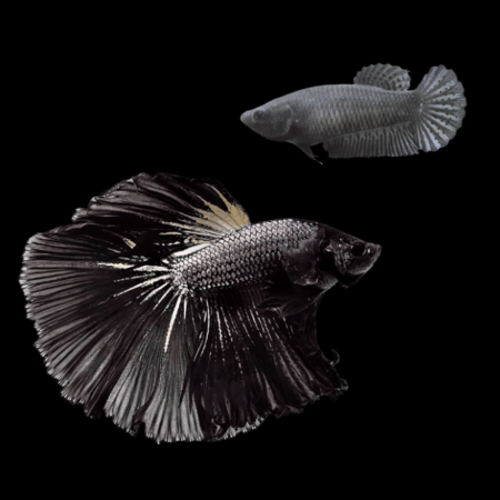 Dragon Scale Half Moon Betta Pair Male & Female Black 3cm