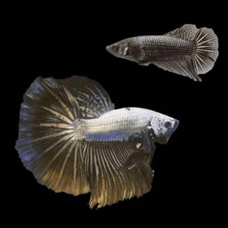 Premium Betta Pair Male & Female Dragon Black Based 3cm