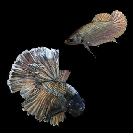 Dragon Scale Half Moon Betta Pair Male & Female Copper 3cm