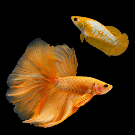 Dragon Scale Half Moon Betta Pair Male & Female Orange Base 3cm