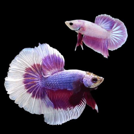 Dragon Scale Half Moon Betta Pair Male & Female Purple Base 3cm