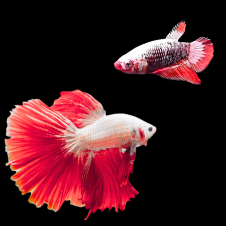 Premium Betta Pair Male & Female Dragon Red Based 3cm