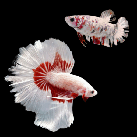 Premium Betta Pair Male & Female Dragon White Based 3cm