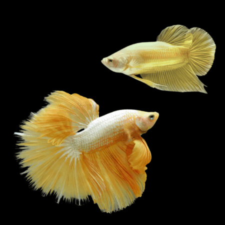 Premium Betta Pair Male & Female Dragon Yellow Based 3cm