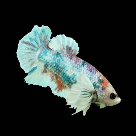 Dumbo Betta Female Green Base 3cm