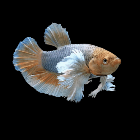 Dumbo Betta Female Mustard Gas 3cm