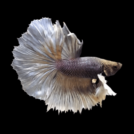 Dumbo Betta Male Copper 3cm