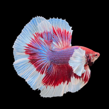 Dumbo Betta Male Lavender Base 3cm