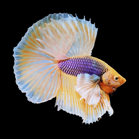 Dumbo Betta Male Orange Base 3cm