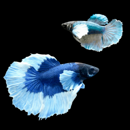 Dumbo Betta Pair Male & Female Blue Base 3cm