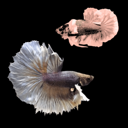 Dumbo Betta Pair Male & Female Copper 3cm