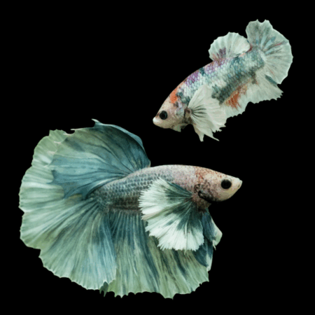 Dumbo Betta Pair Male & Female Green Base 3cm