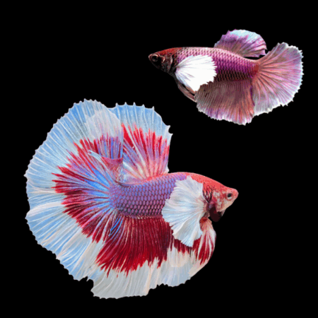 Dumbo Betta Pair Male & Female Lavender Base 3cm