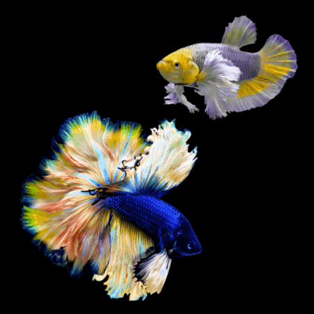 Dumbo Betta Pair Male & Female Mustard Gas 3cm