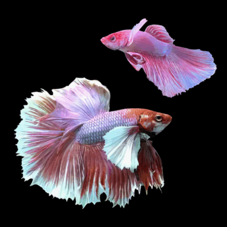 Dumbo Betta Pair Male & Female Pink Base 3cm