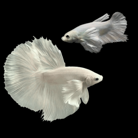 Dumbo Betta Pair Male & Female Platinum 3cm