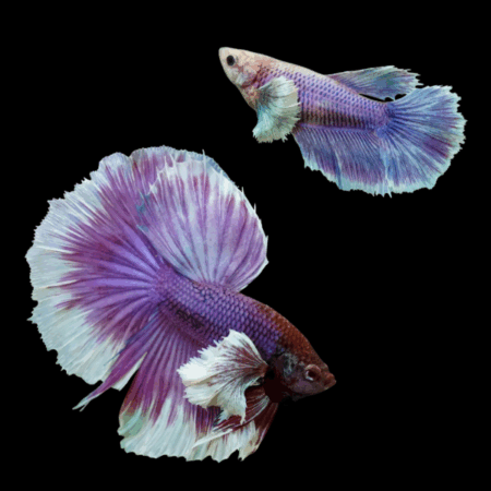 Dumbo Betta Pair Male & Female Purple Base 3cm