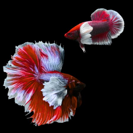 Dumbo Betta Pair Male & Female Red Base 3cm