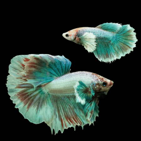 Dumbo Betta Pair Male & Female Turquoise Base 3cm