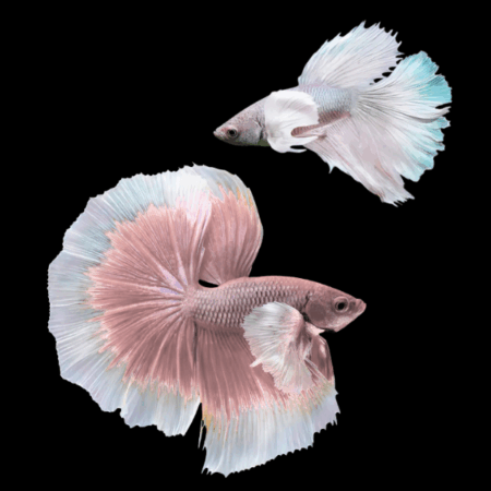 Dumbo Betta Pair Male & Female White Base 3cm