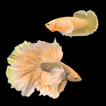 Dumbo Betta Pair Male & Female Yellow Base 3cm