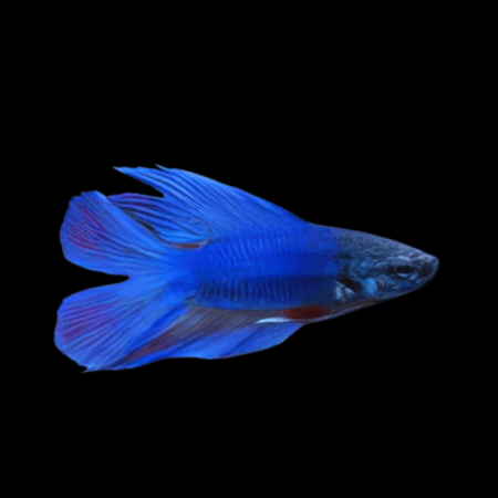 Full Moon Betta Female Blue 3cm