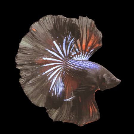 Full Moon Betta Male Black Base 3cm