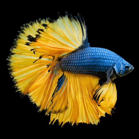 Full Moon Betta Male Mustard Gas 3cm