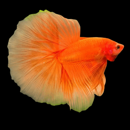 Full Moon Betta Male Orange Base 3cm