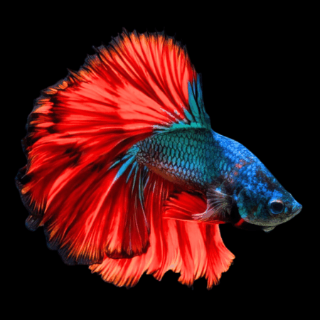 Full Moon Betta Male Red Base 3cm