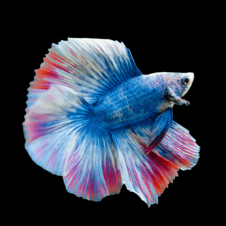 Full Moon Betta Male Tri Colour 3cm