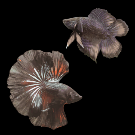 Full Moon Betta Pair Male & Female Black Base 3cm