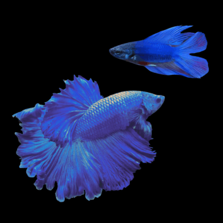 Full Moon Betta Pair Male & Female Blue 3cm
