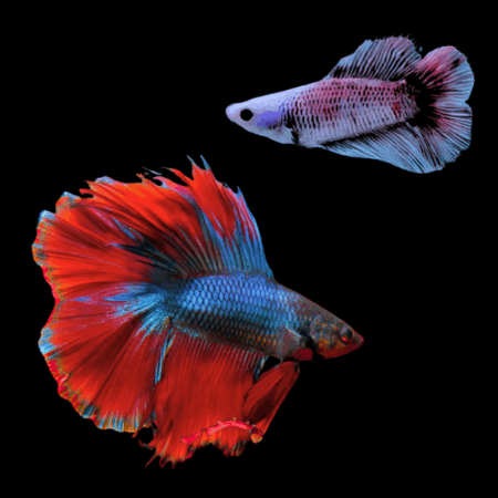 Full Moon Betta Pair Male & Female Blue Base 3cm