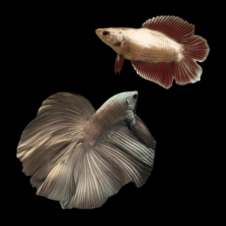 Full Moon Betta Pair Male & Female Copper 3cm