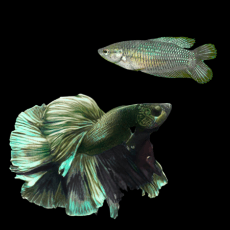 Full Moon Betta Pair Male & Female Green Base 3cm