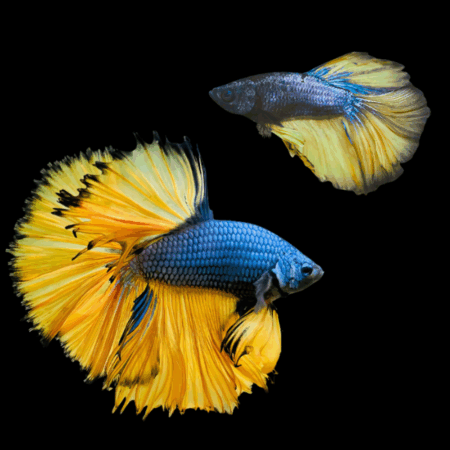 Full Moon Betta Pair Male & Female Mustard Gas 3cm