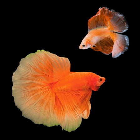 Full Moon Betta Pair Male & Female Orange Base 3cm