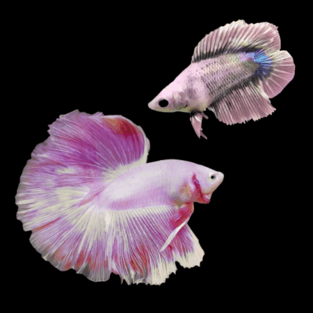 Full Moon Betta Pair Male & Female Pink Base 3cm