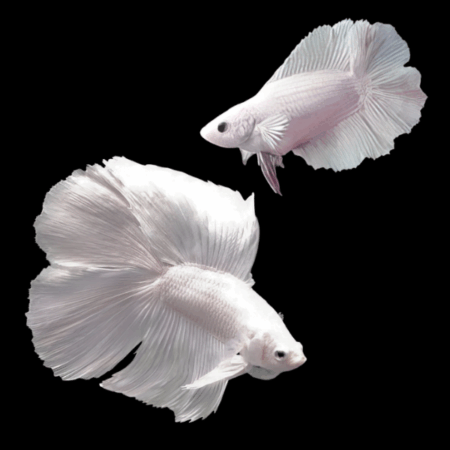 Full Moon Betta Pair Male & Female Platinum 3cm