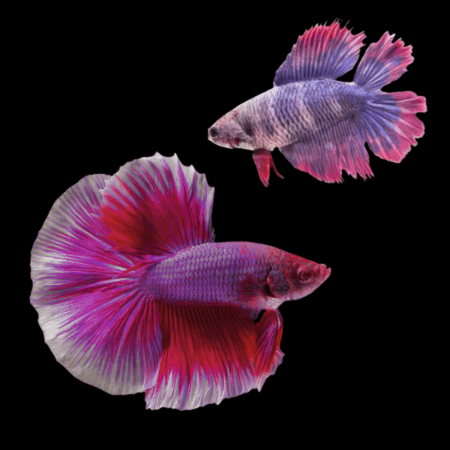 Full Moon Betta Pair Male & Female Purple Base 3cm