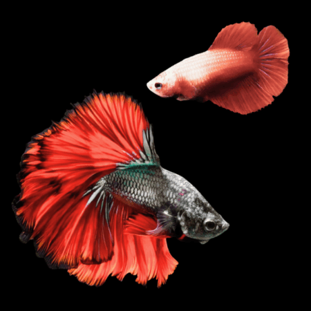 Full Moon Betta Pair Male & Female Red Base 3cm